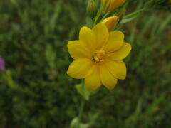 Blackstonia perfoliata