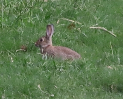 Oryctolagus cuniculus