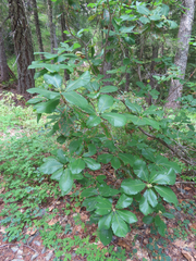 Quercus sadleriana