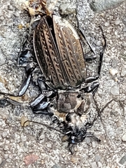 Carabus granulatus