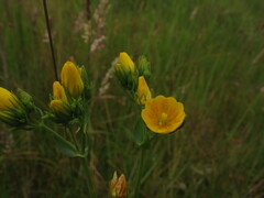 Blackstonia perfoliata