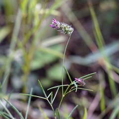 Dalea filiformis