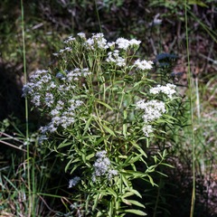 Stevia serrata