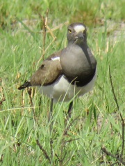 Vanellus lugubris