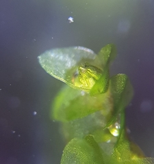 Jungermannia eucordifolia