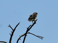Buteo lineatus