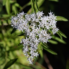 Stevia serrata