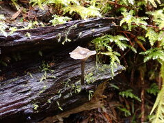 Pseudoclitocybe cyathiformis