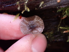 Pseudoclitocybe cyathiformis
