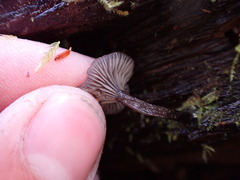 Pseudoclitocybe cyathiformis