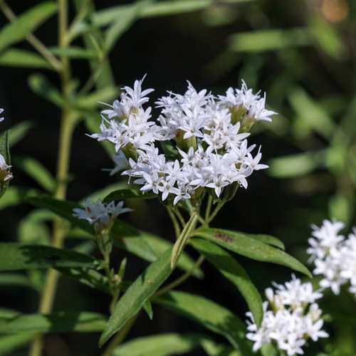 Image of Sawtooth Candyleaf (Stevia serrata) by (c) Andrew Tree, some rights reserved (CC BY)