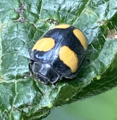 Toxotoma flavofasciata