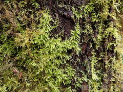 Claopodium crispifolium