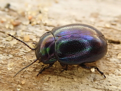 Chrysolina cerealis