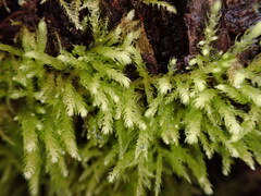 Claopodium crispifolium