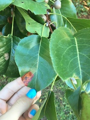 Gymnosporangium sabinae