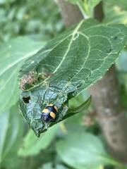 Toxotoma flavofasciata