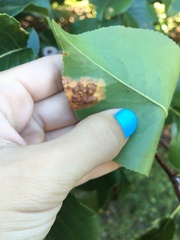 Gymnosporangium sabinae