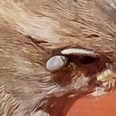 Ixodidae