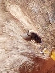 Ixodidae