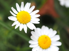 Anthemis cotula