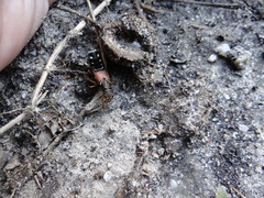 Staphylinus dimidiaticornis