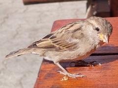 Ixodidae