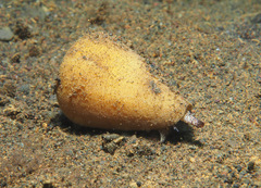 Conus quercinus