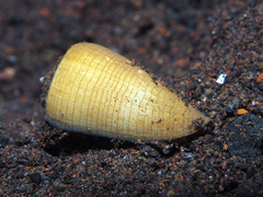 Conus quercinus