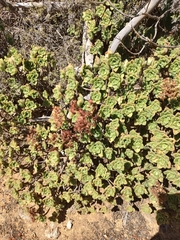 Aeonium lindleyi subsp. lindleyi image