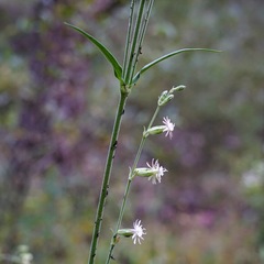 Silene scouleri