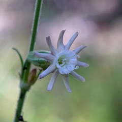 Silene scouleri