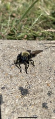 Laphria affinis