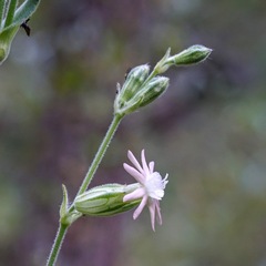 Silene scouleri