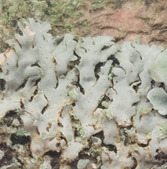 Phaeophyscia orbicularis