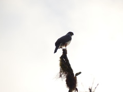 Accipiter bicolor