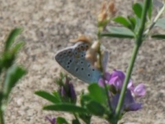 Polyommatus icarus