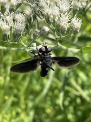 Trichopoda lanipes