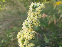 Solidago bicolor
