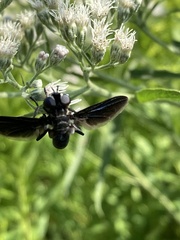Trichopoda lanipes