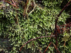 Pseudotaxiphyllum elegans