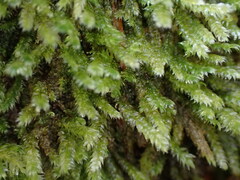 Pseudotaxiphyllum elegans