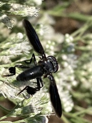 Trichopoda lanipes