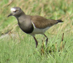 Vanellus melanopterus minor