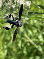 Trichopoda lanipes