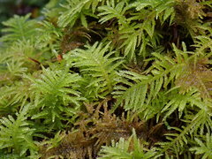 Kindbergia oregana