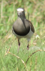 Vanellus melanopterus minor