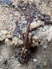 Arrhenodini