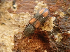 Bitoma crenata