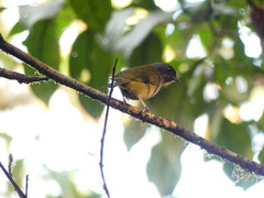 Chlorospingus semifuscus